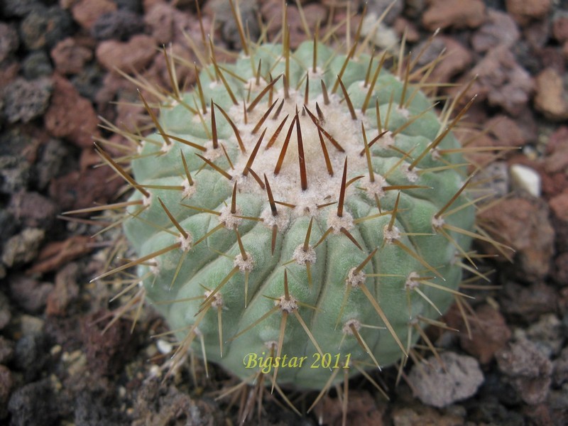 Copiapoa cinerea v. columna-alba AW 88