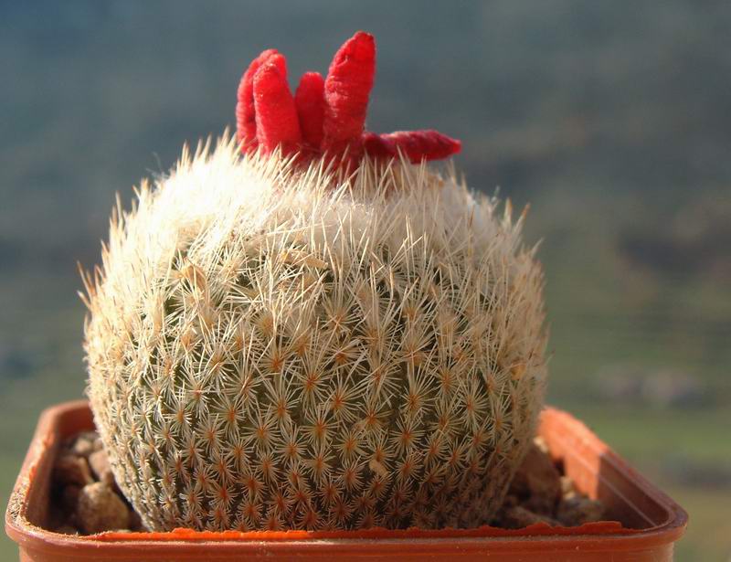 Epithelantha micromeris f. neomexicana 