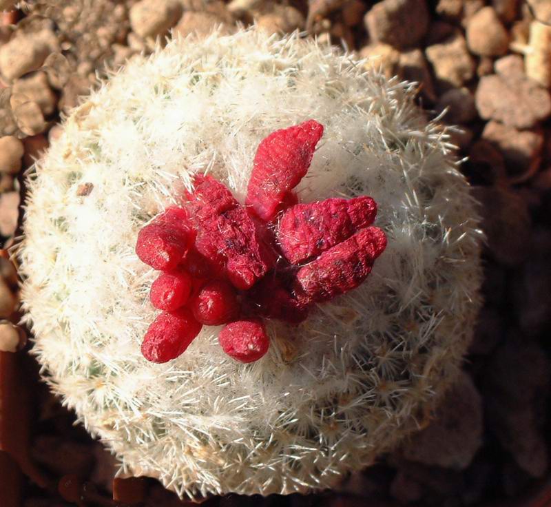 Epithelantha micromeris f. neomexicana 