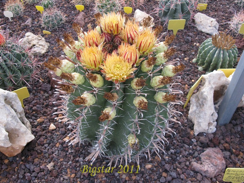 Ferocactus herrerae 