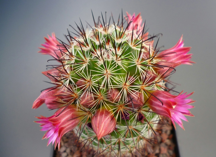 Mammillaria duoformis 