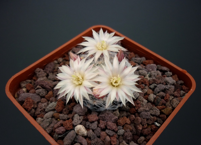 Mammillaria nana ssp. duwei 