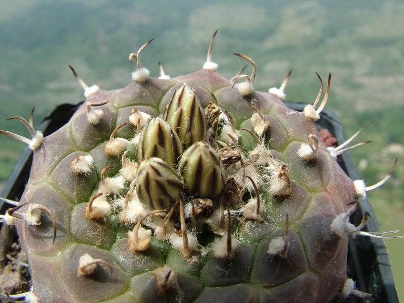 Turbinicarpus schwarzii 