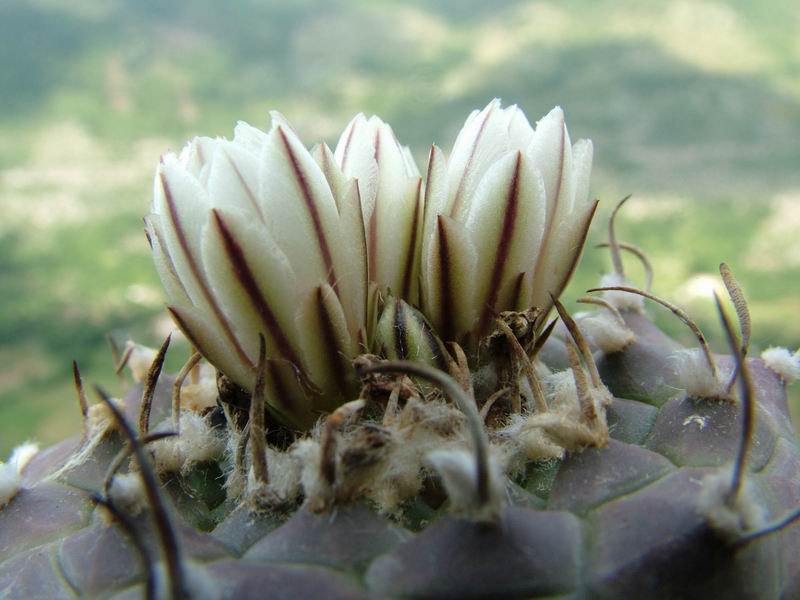 Turbinicarpus schwarzii 