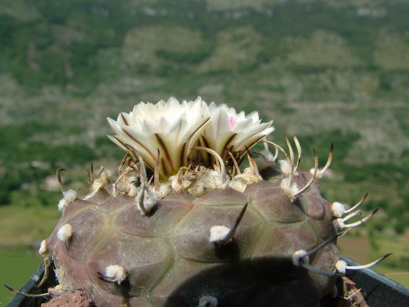 Turbinicarpus schwarzii 