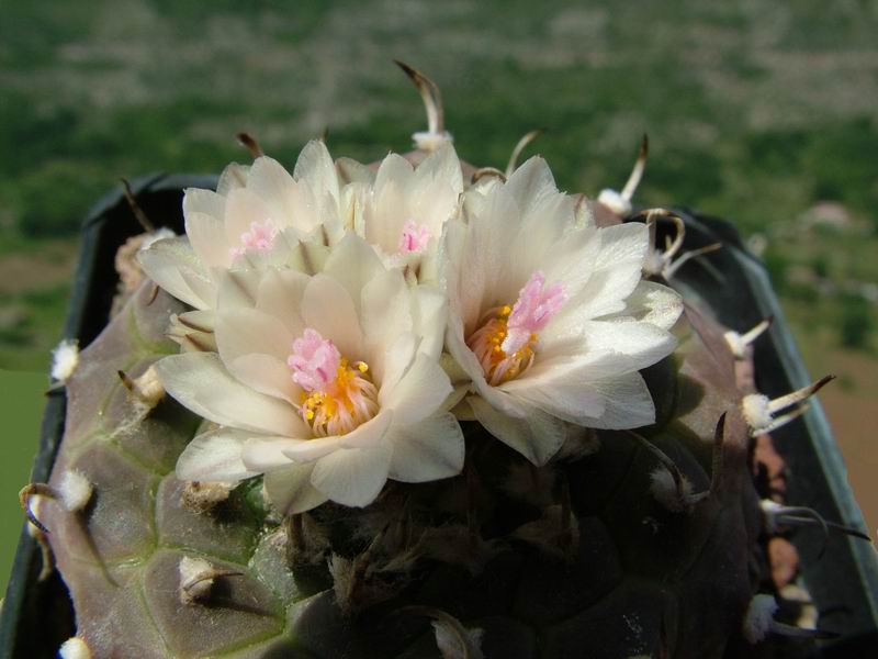 Turbinicarpus schwarzii 