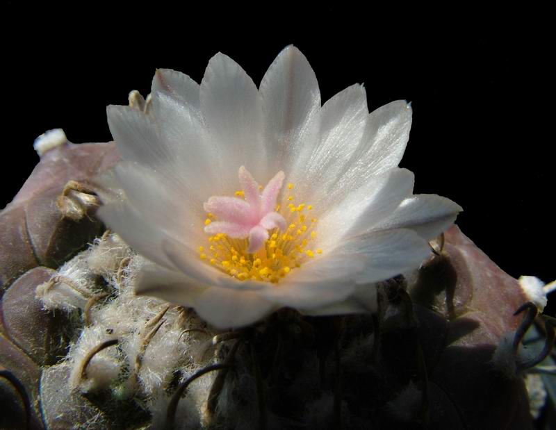 Turbinicarpus schwarzii 