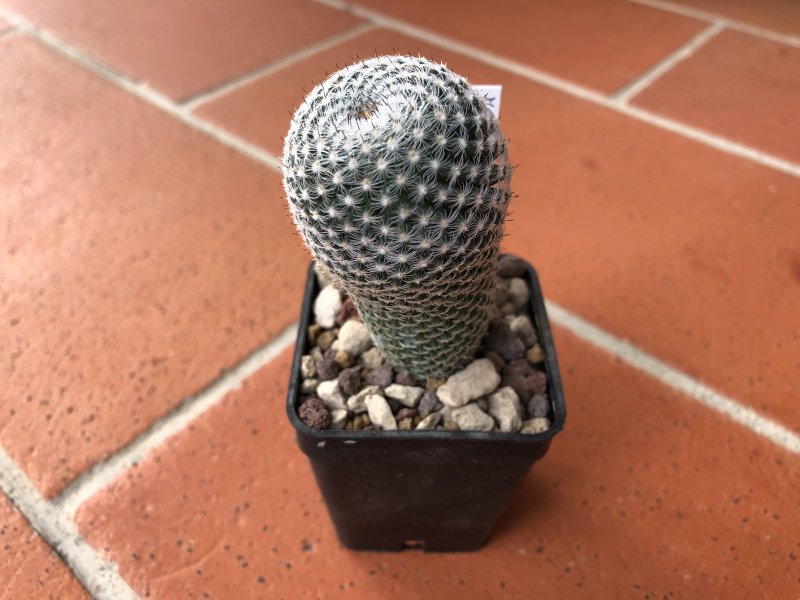 Mammillaria brauneana 