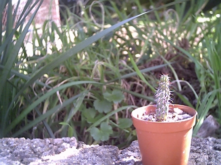Euphorbia baioensis 