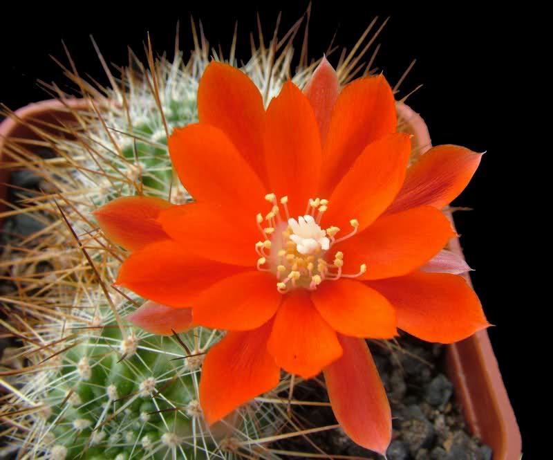 Rebutia spinosissima KK861