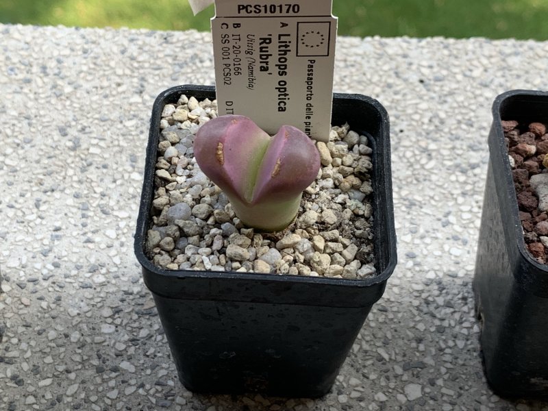 Lithops optica cv. rubra 