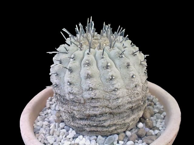 Copiapoa cinerea 