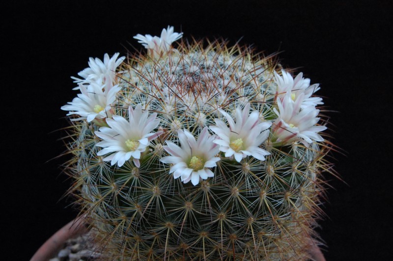 Mammillaria discolor 