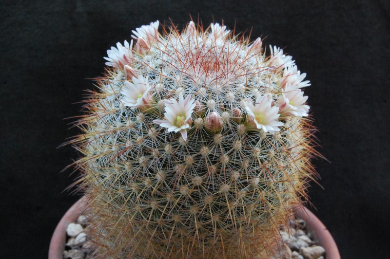 Mammillaria discolor 