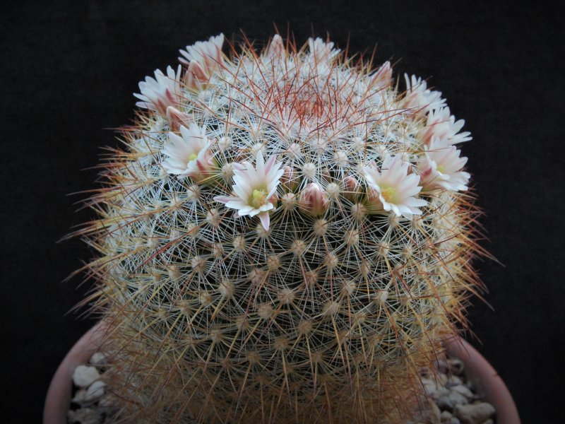 Mammillaria discolor 