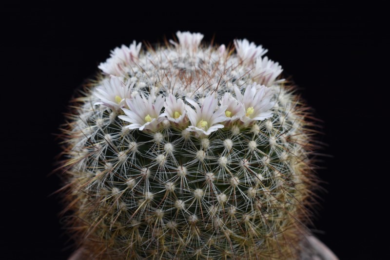 Mammillaria discolor 