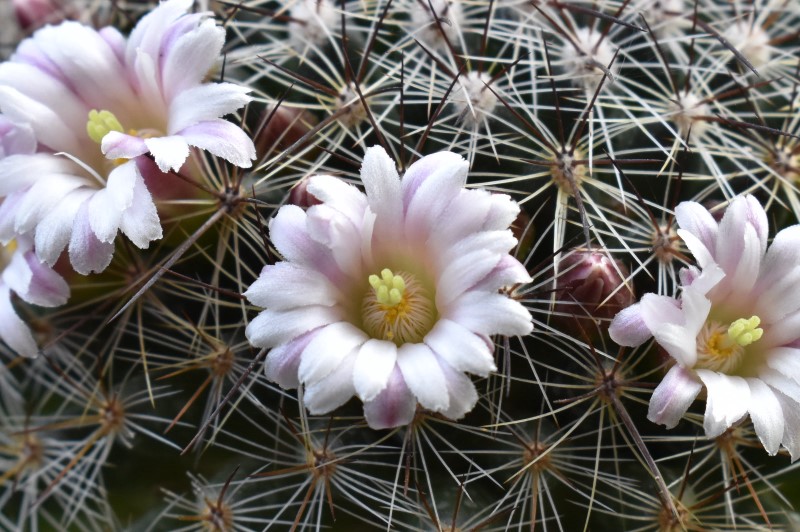 Mammillaria discolor 