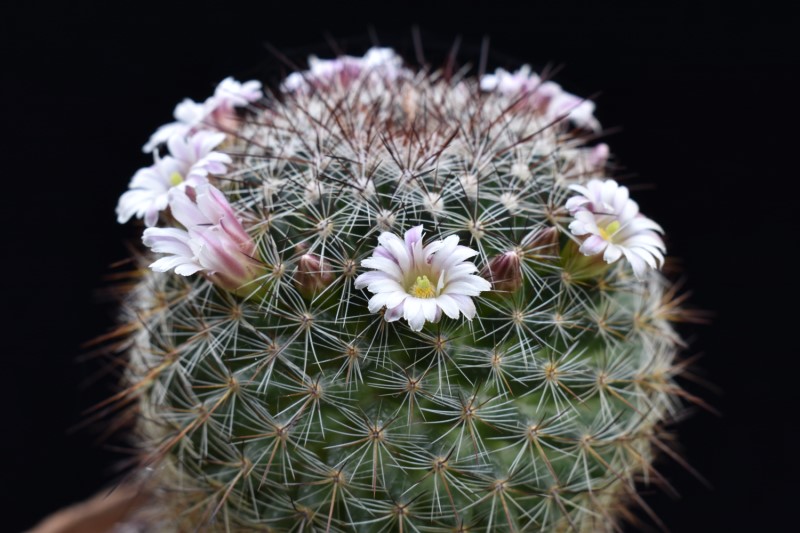 Mammillaria discolor 