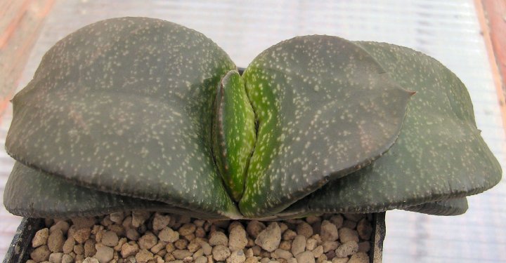 gasteria nitida v. armstrongii