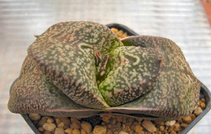 Gasteria nitida v. armstrongii 