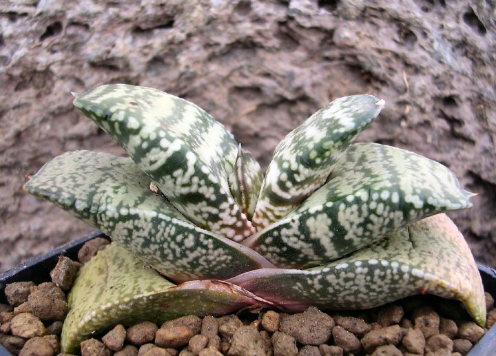 Gasteria cv. armstrongii 