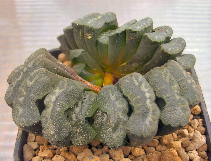 Haworthia truncata 