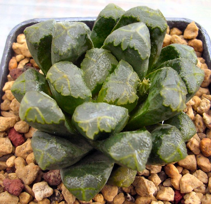 Haworthia cv. diederik 