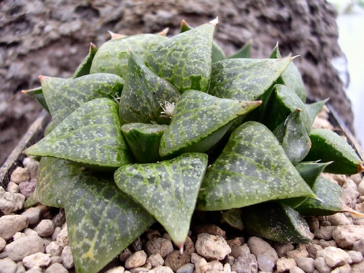 Haworthia emelyae v. comptoniana 