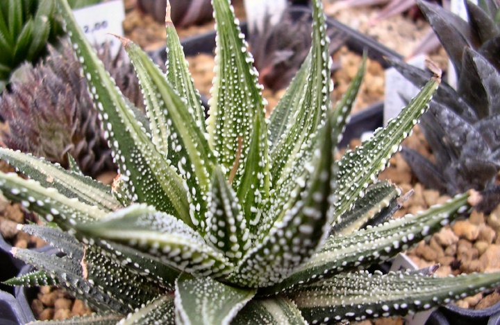 Haworthia radula f. variegata 