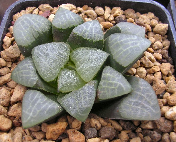 haworthia bayeri