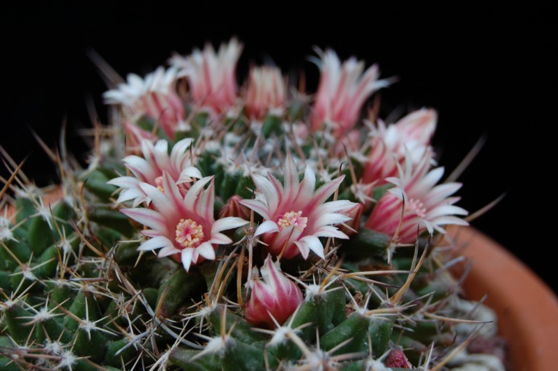 Mammillaria saxicola REP 1139