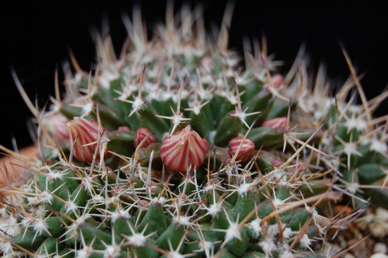 Mammillaria saxicola REP 1139