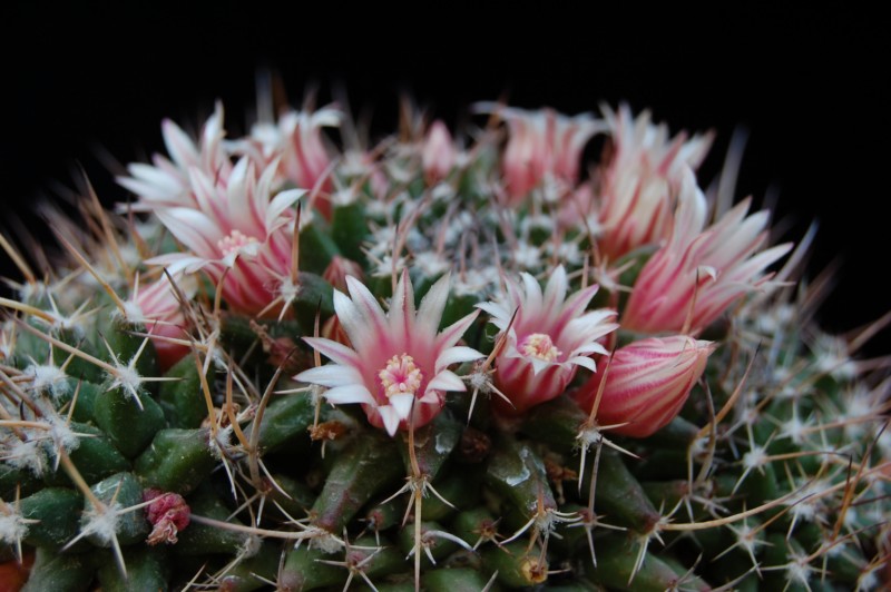 Mammillaria saxicola REP 1139