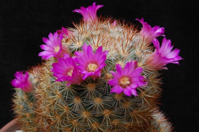 Mammillaria laui ssp. subducta 