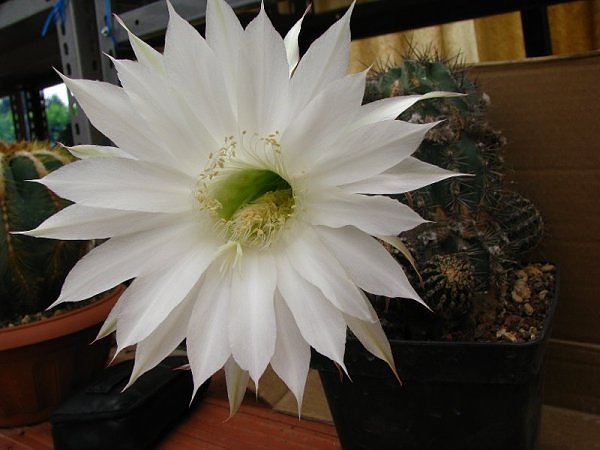 Echinopsis cv. haku-jo 