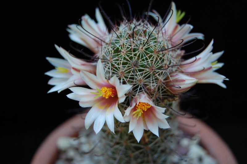 Mammillaria swinglei HK 277