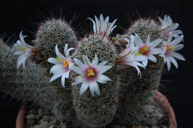 Mammillaria swinglei HK 277