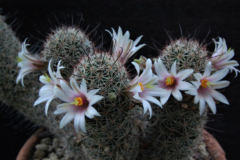 Mammillaria swinglei HK 277