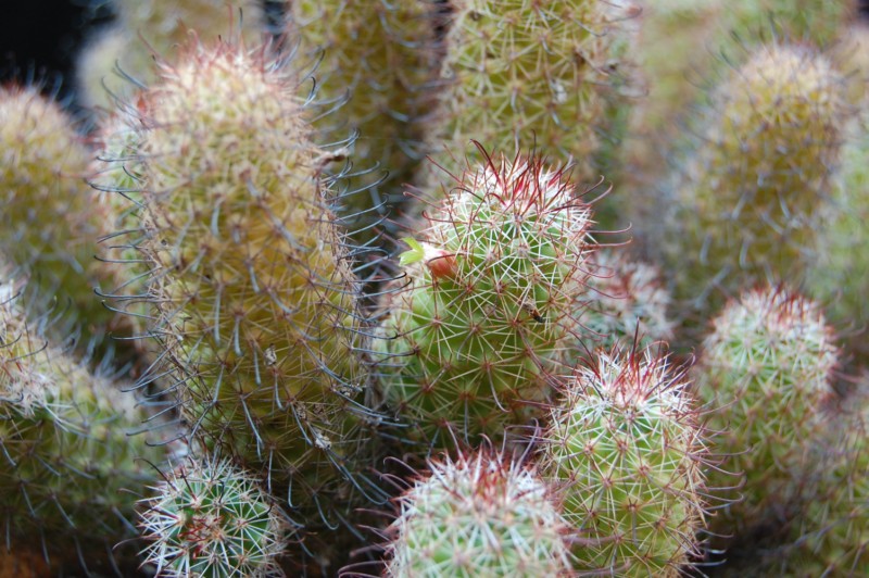 Mammillaria swinglei HK 277