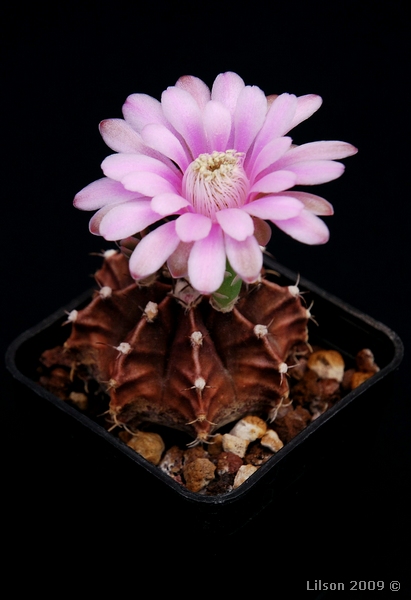 Gymnocalycium stenopleurum 