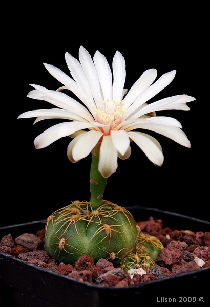 Gymnocalycium angelae 