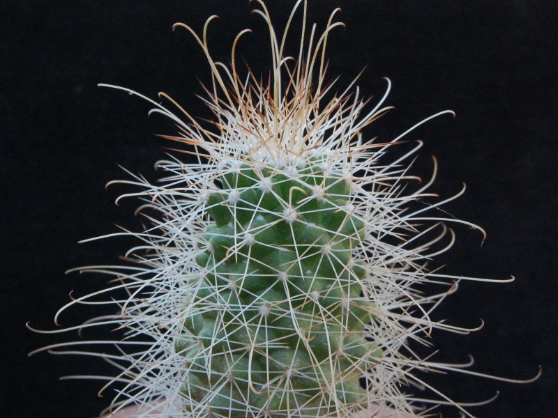 Mammillaria pondii ssp. setispina 