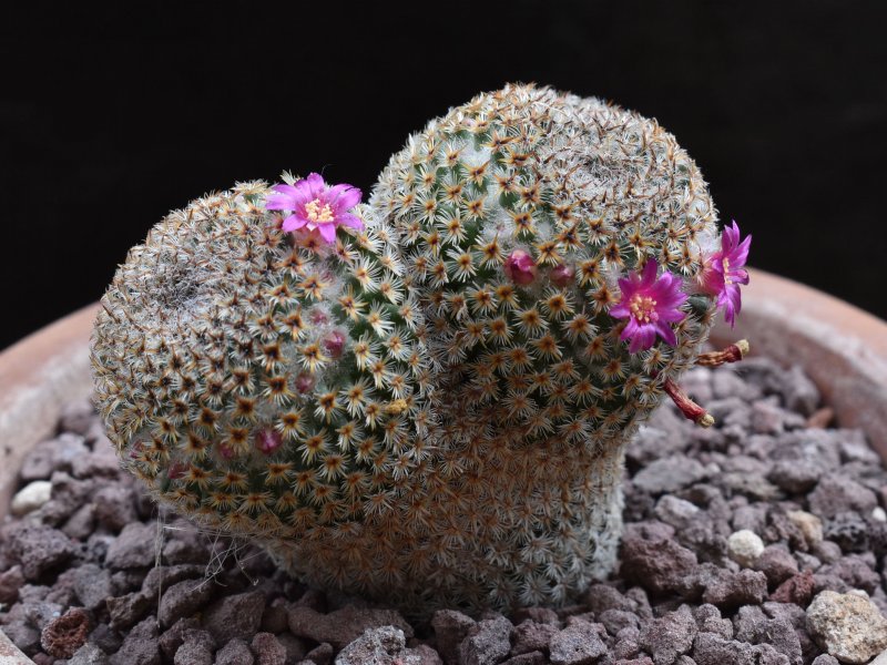 Mammillaria crucigera FO 105