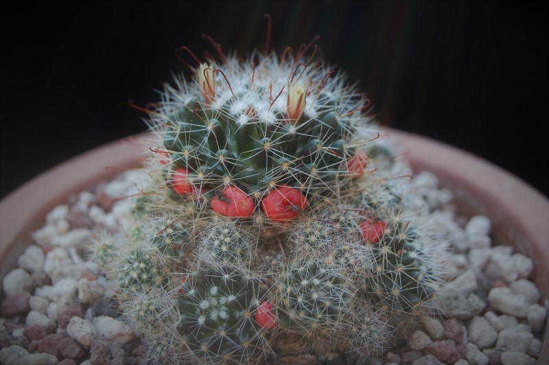 mammillaria oteroi