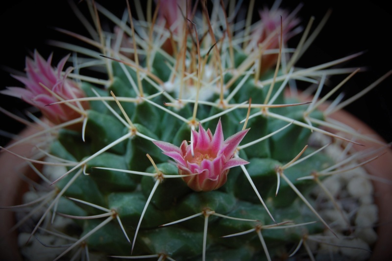 Mammillaria roseoalba LAU 1170