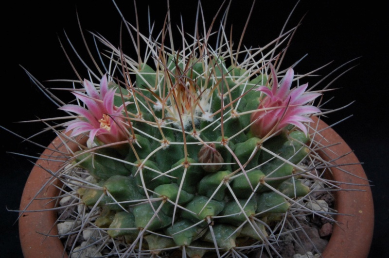 Mammillaria roseoalba LAU 1170