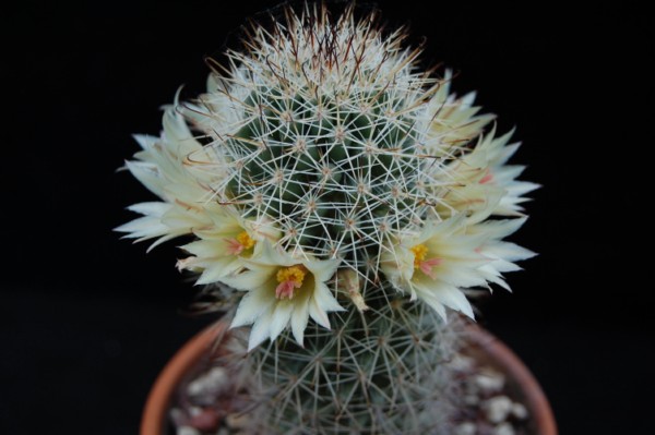 Mammillaria armillata 