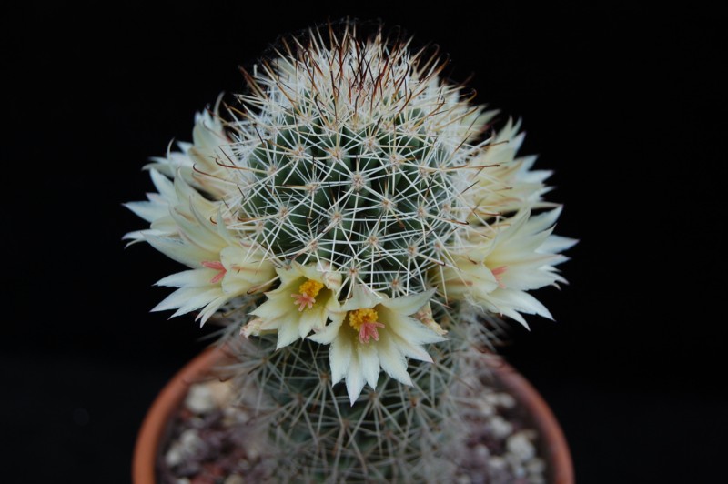 Mammillaria armillata 