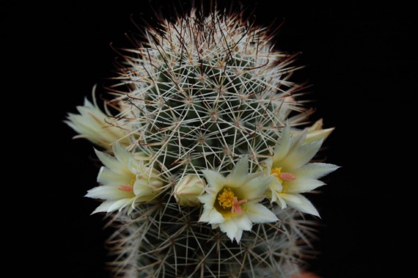 Mammillaria armillata 