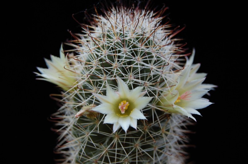 Mammillaria armillata 